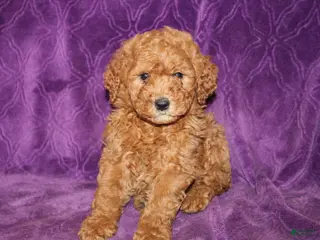Mini Goldendoodle dogs Mini Goldendoodle Cody - Ad 38
