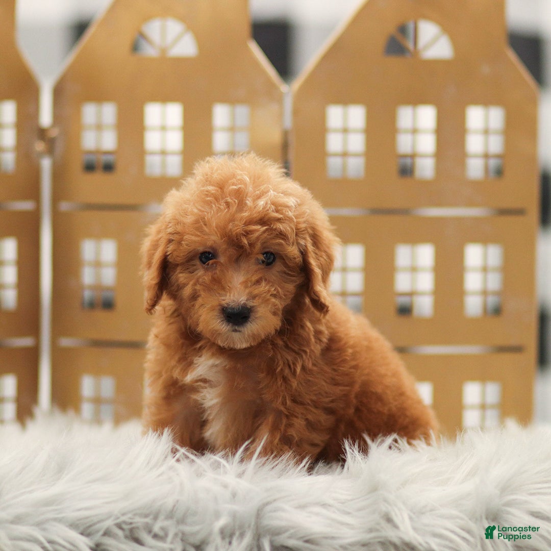 Goldendoodle dogs for sale: Luke - Ad 2
