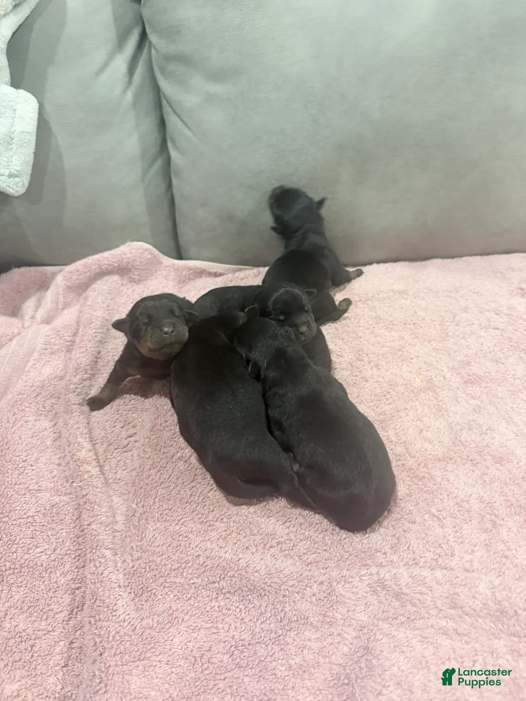 Rottweiler dogs for sale: Rottweiler Puppy 3 - Ad 1