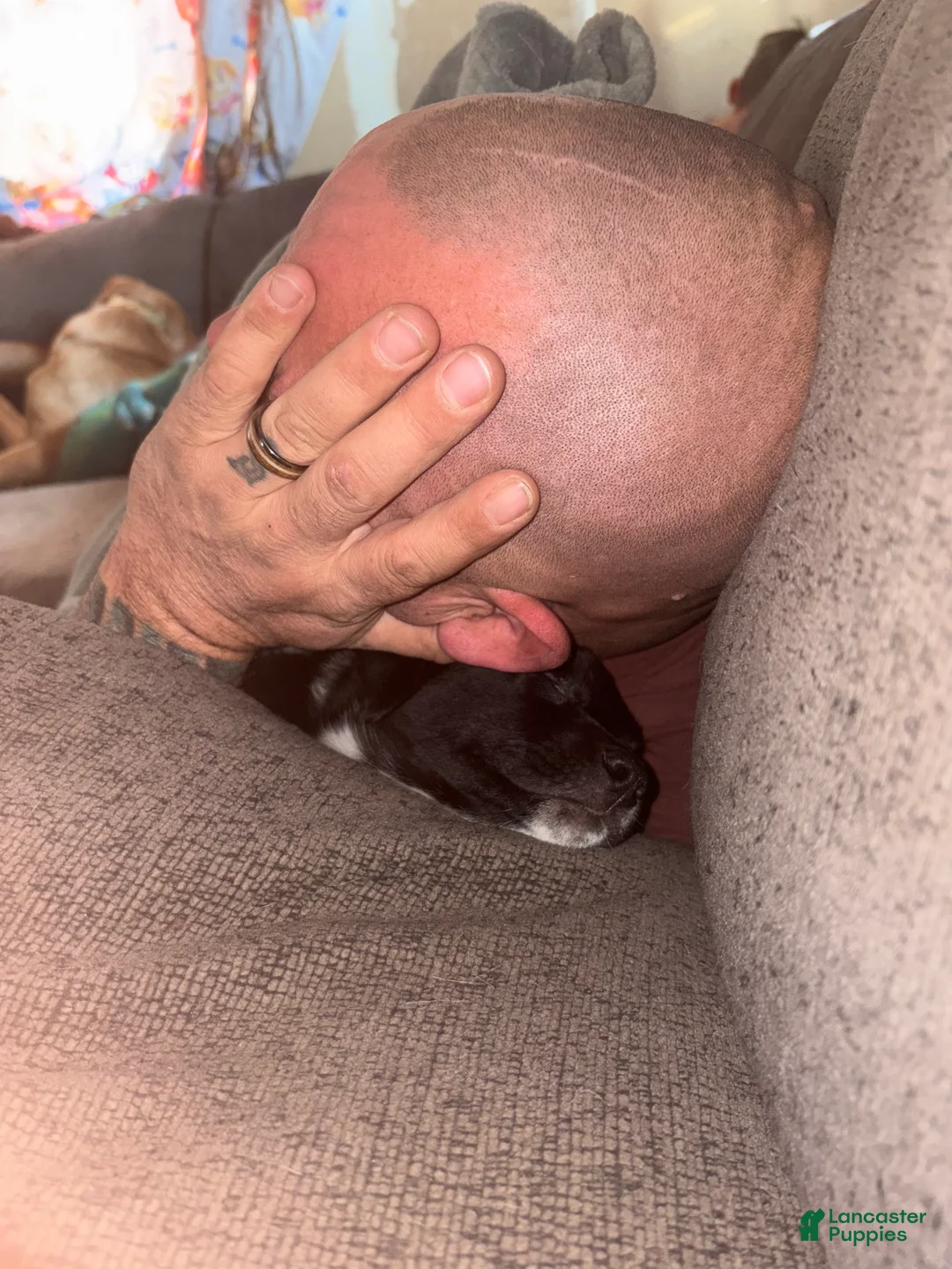 Mixed Breed dogs for sale: Elfie  - Ad 4