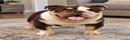 English Bulldog dogs for sale: Ramsey - Ad 4