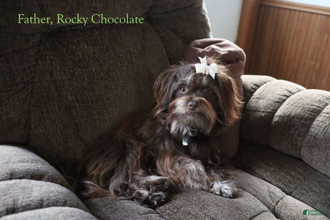 Havanese dogs for sale: Chocolate - Ad 16