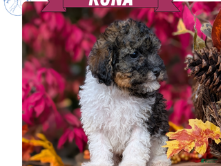 Toy Poodle dogs - Ad 3