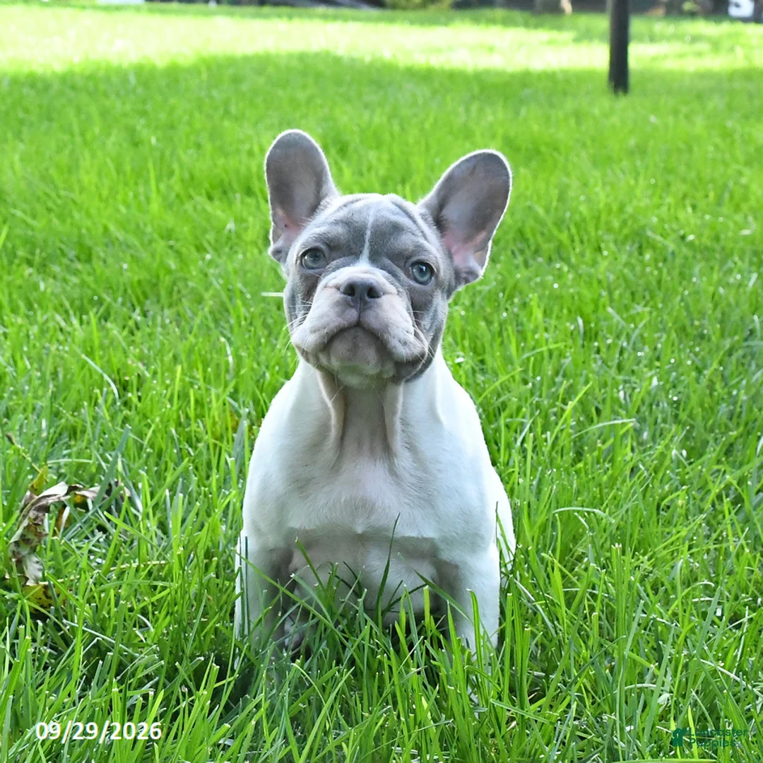 French Bulldog dogs for sale: Skipper - Ad 3
