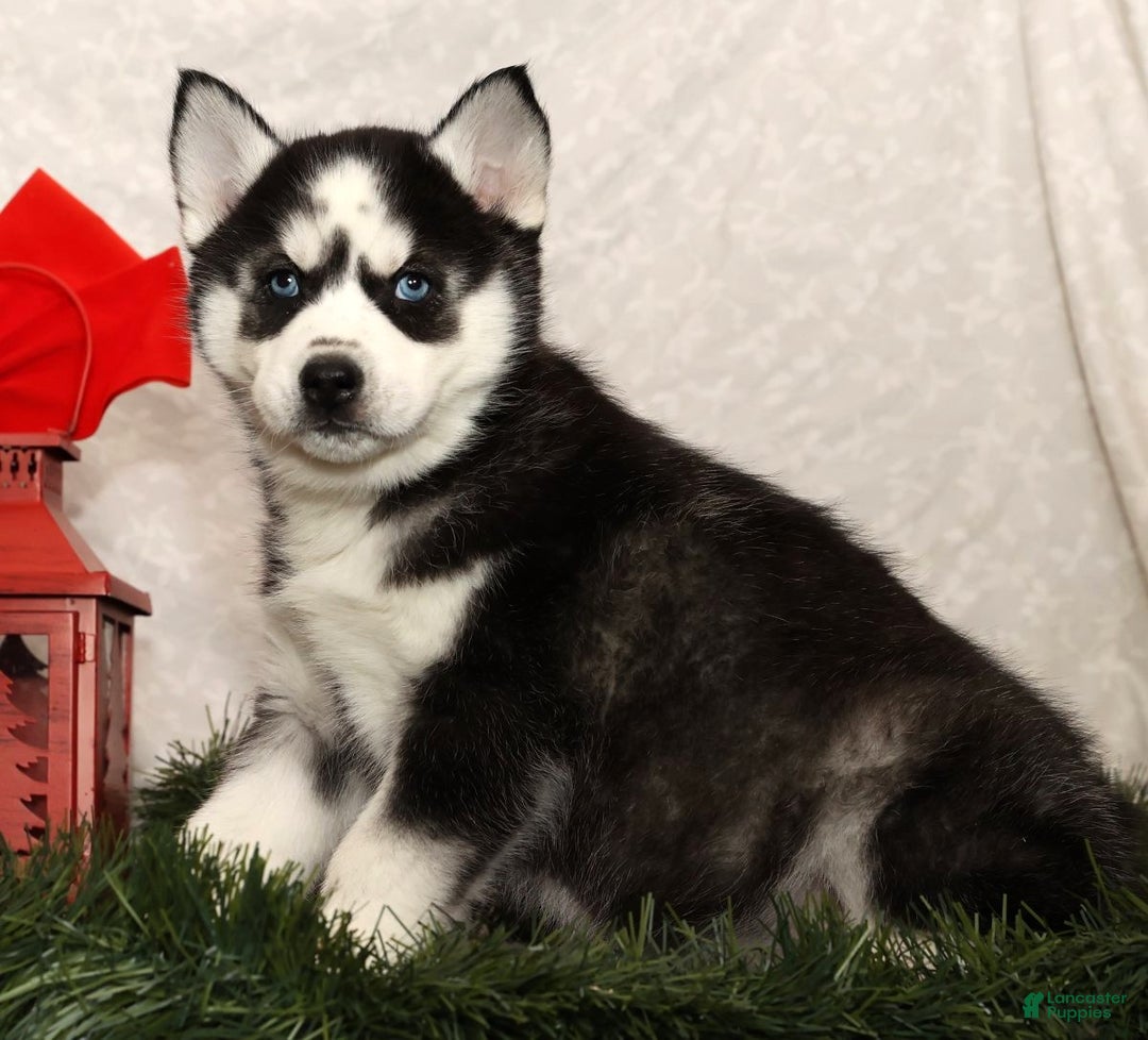 Siberian Husky dogs for sale: Dancer - Ad 2