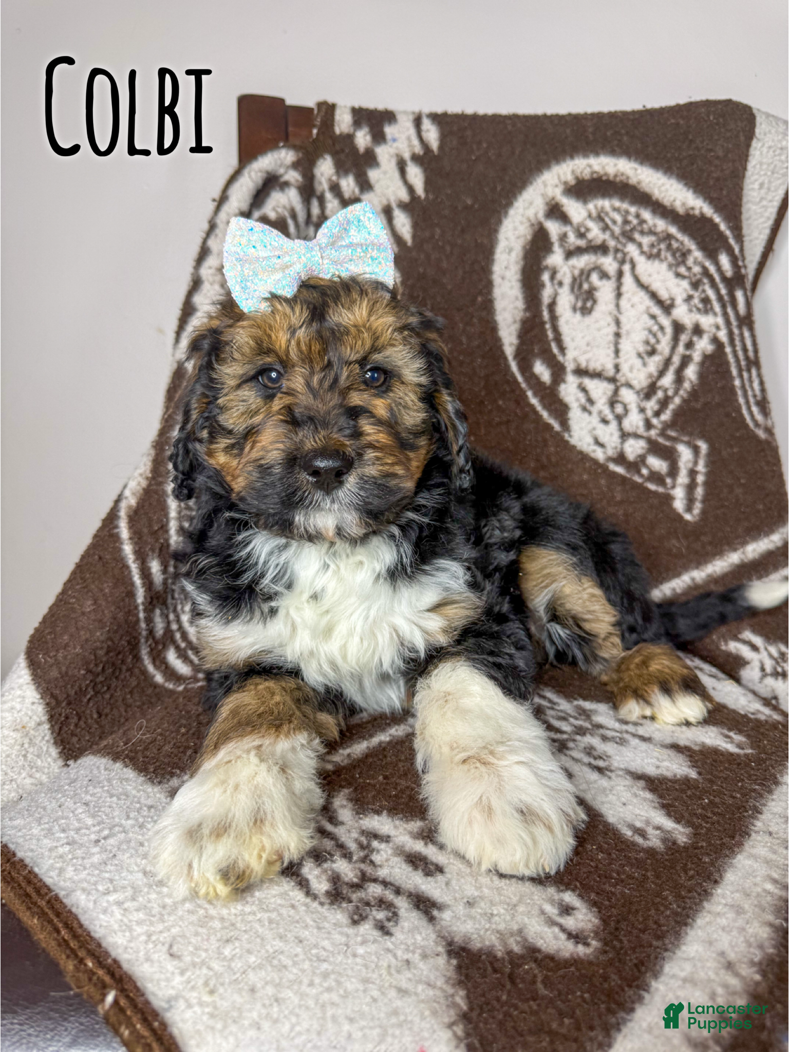 Aussiedoodle dogs Colbi - Standard F1 - Ad 20