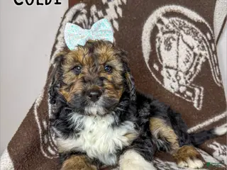 Aussiedoodle dogs Colbi - Standard F1 - Ad 12
