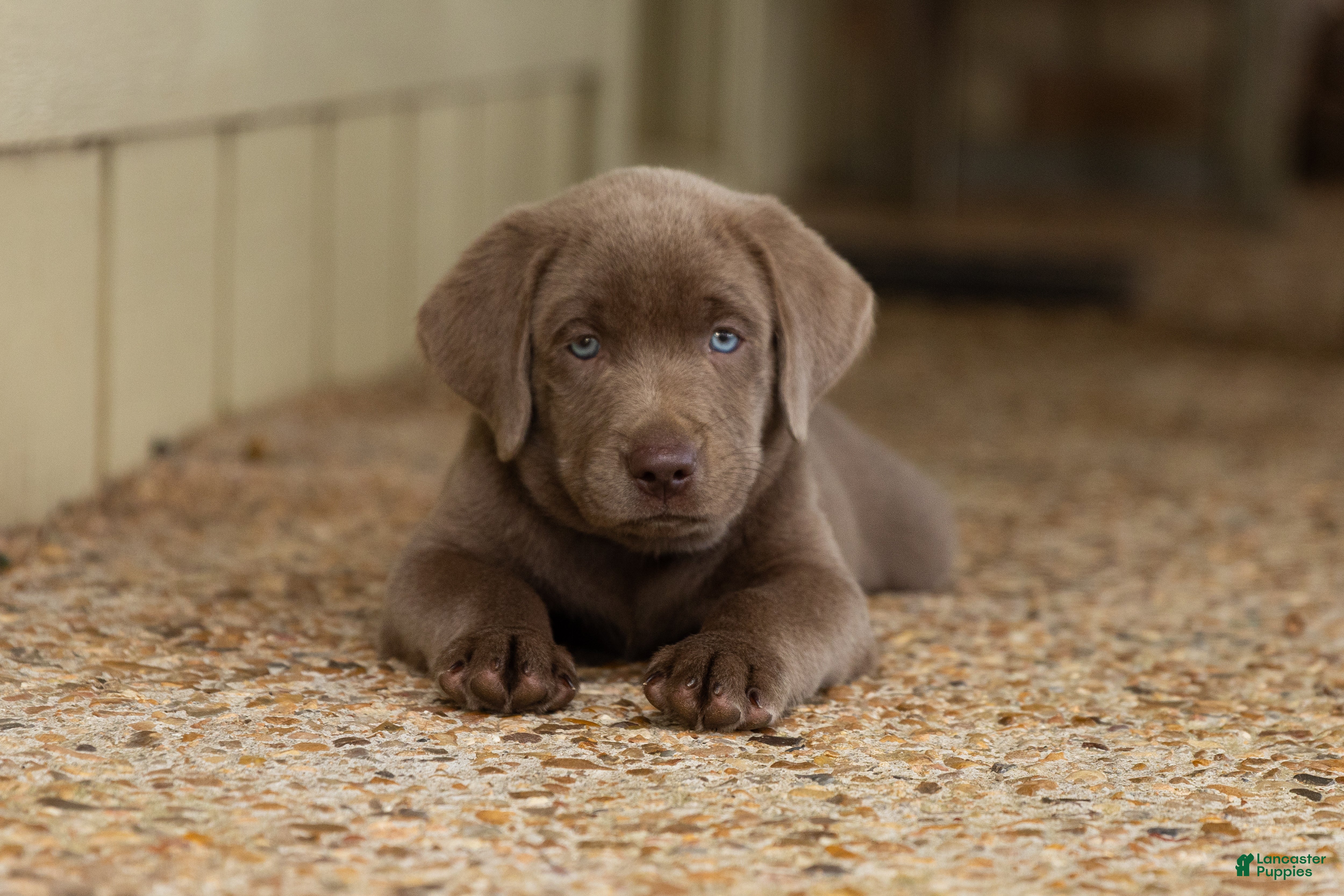 Labrador Retriever dogs Blue- Male - Ad 1
