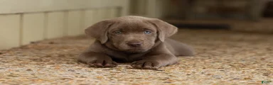 Blue- Male