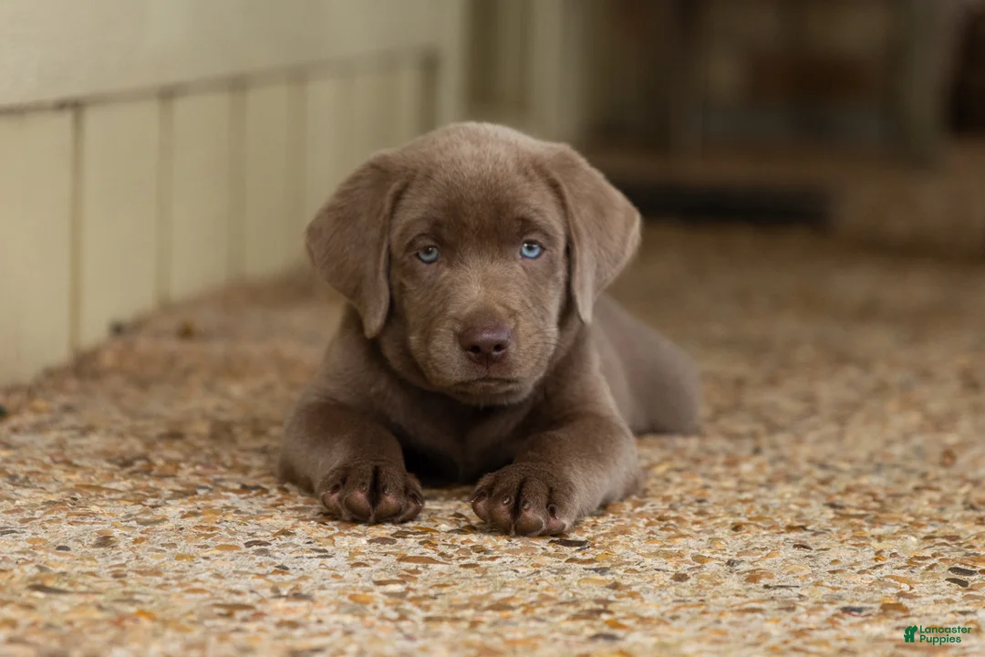 Labrador Retriever dogs for sale: Blue- Male - Ad 1