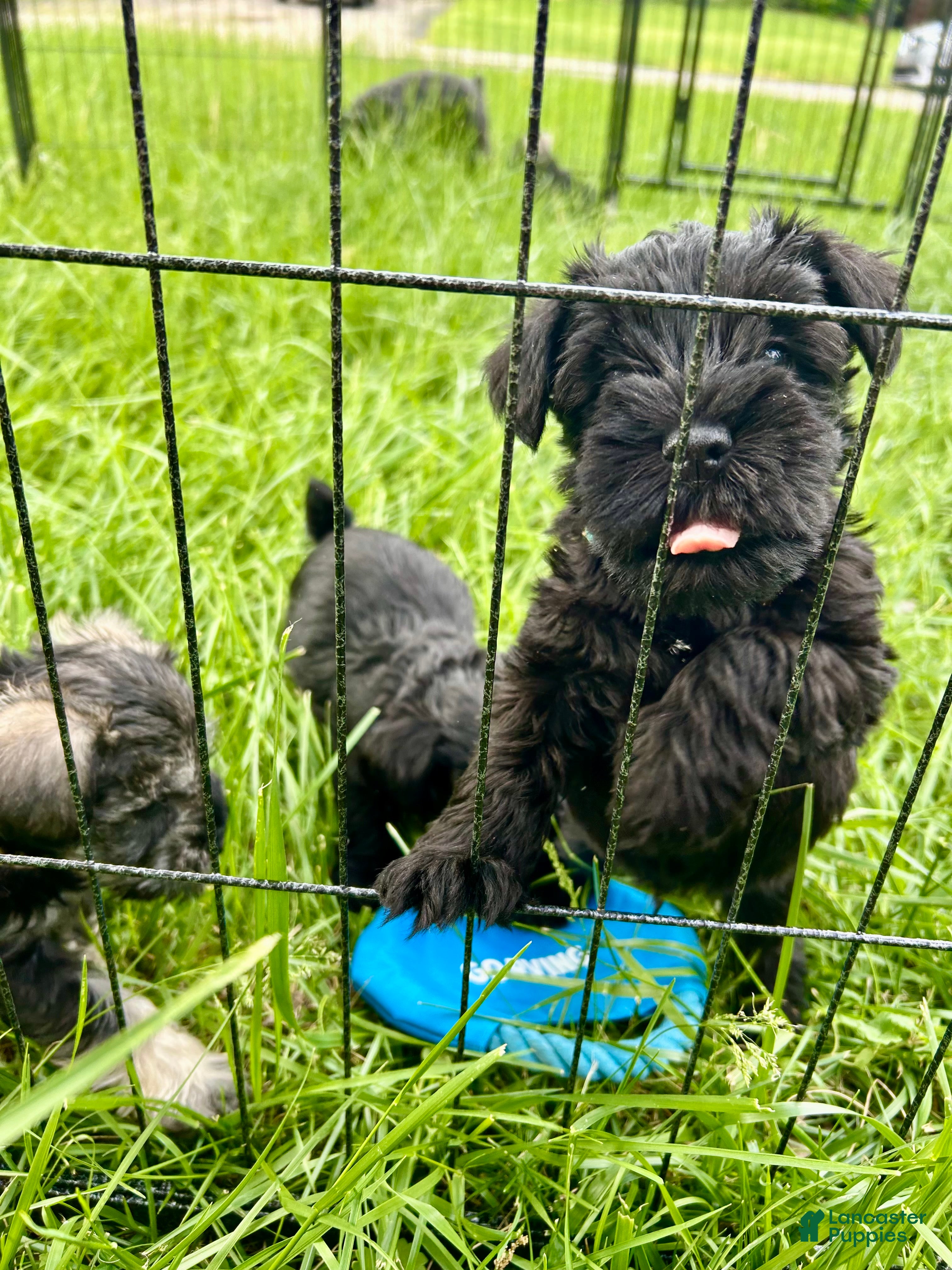 Miniature Schnauzer dogs "Euyore" - Ad 2