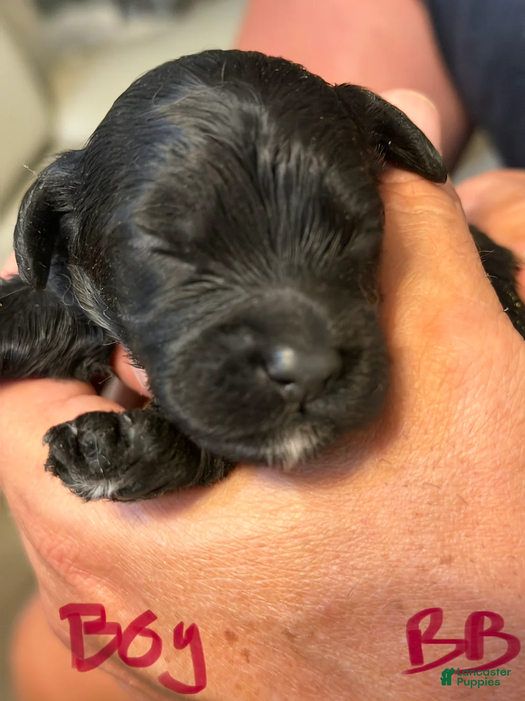 Cockapoo dogs for sale: Cockapoo 2 - Ad 1