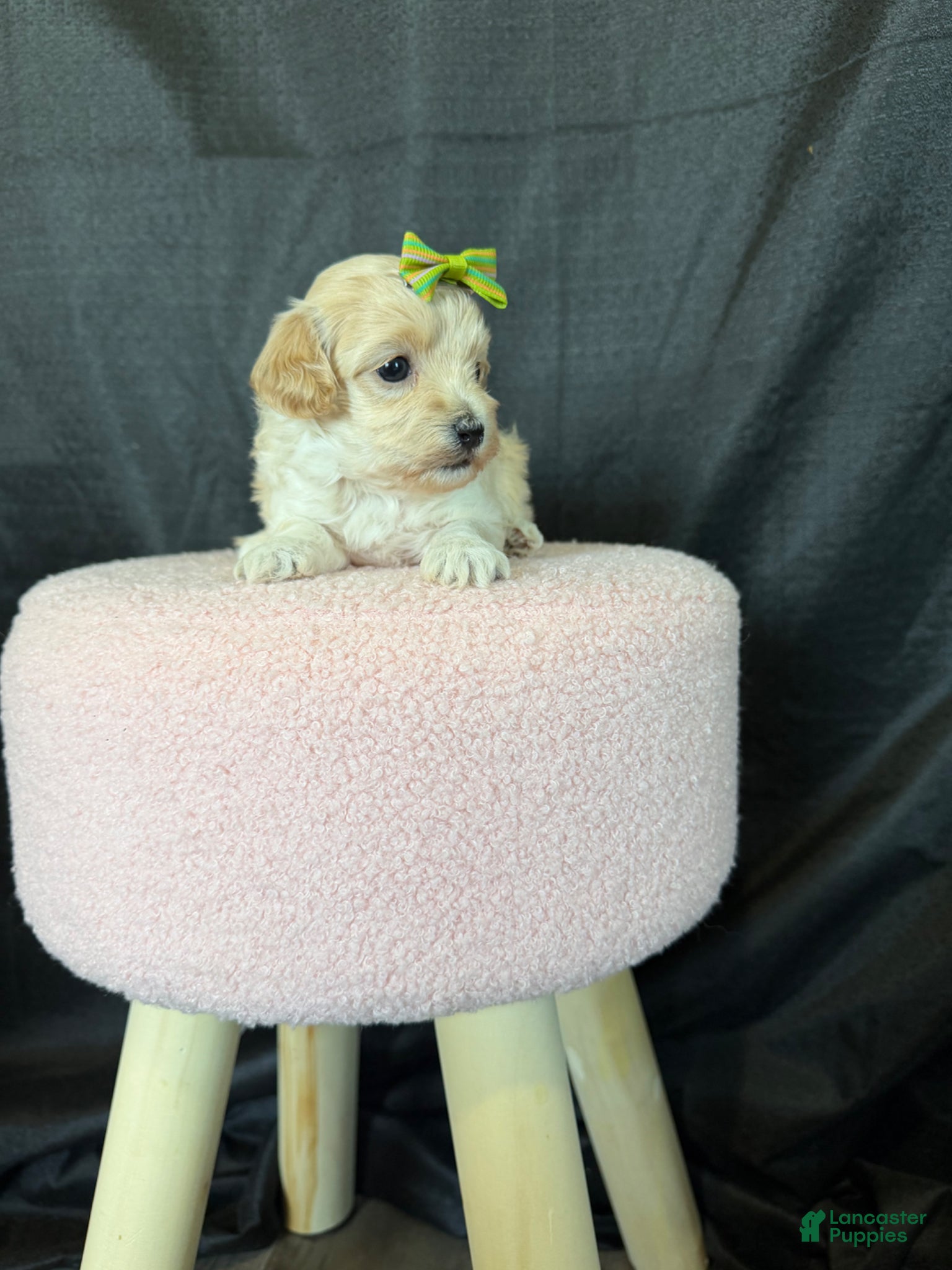 Maltipoo dogs for sale: Barbies Maltipoo Girl! Green Bow 💚 - Ad 9