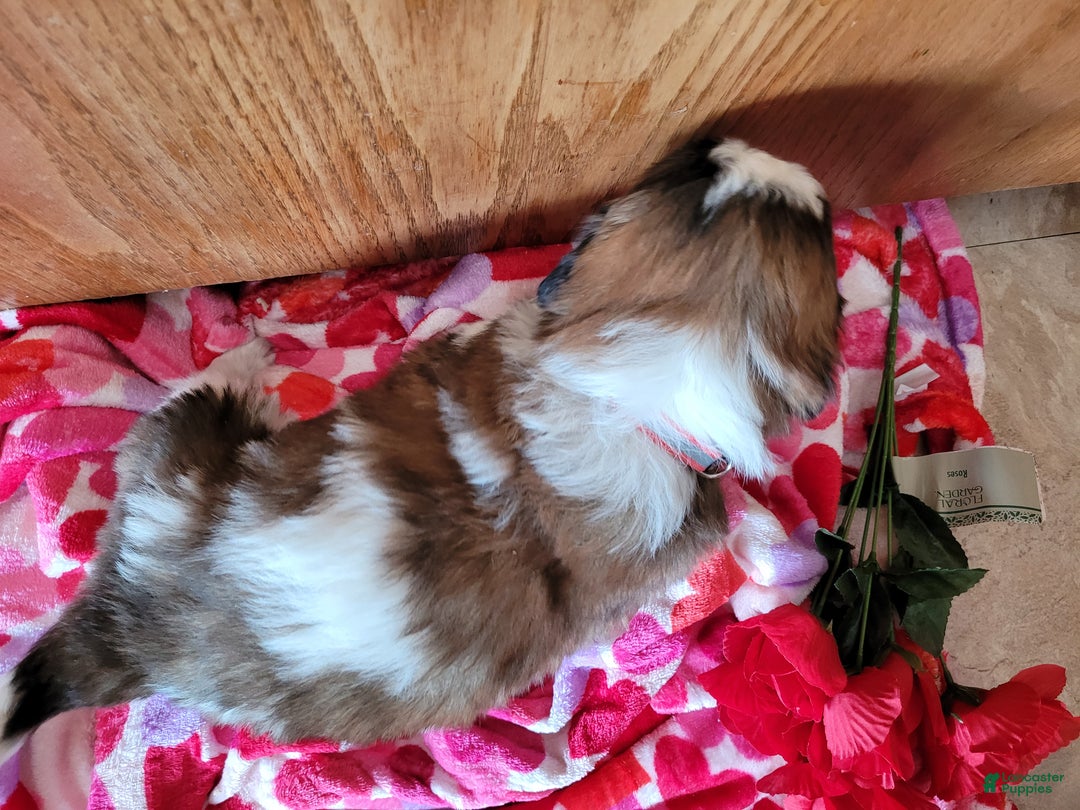 Saint Bernard dogs for sale: Luna - Ad 2