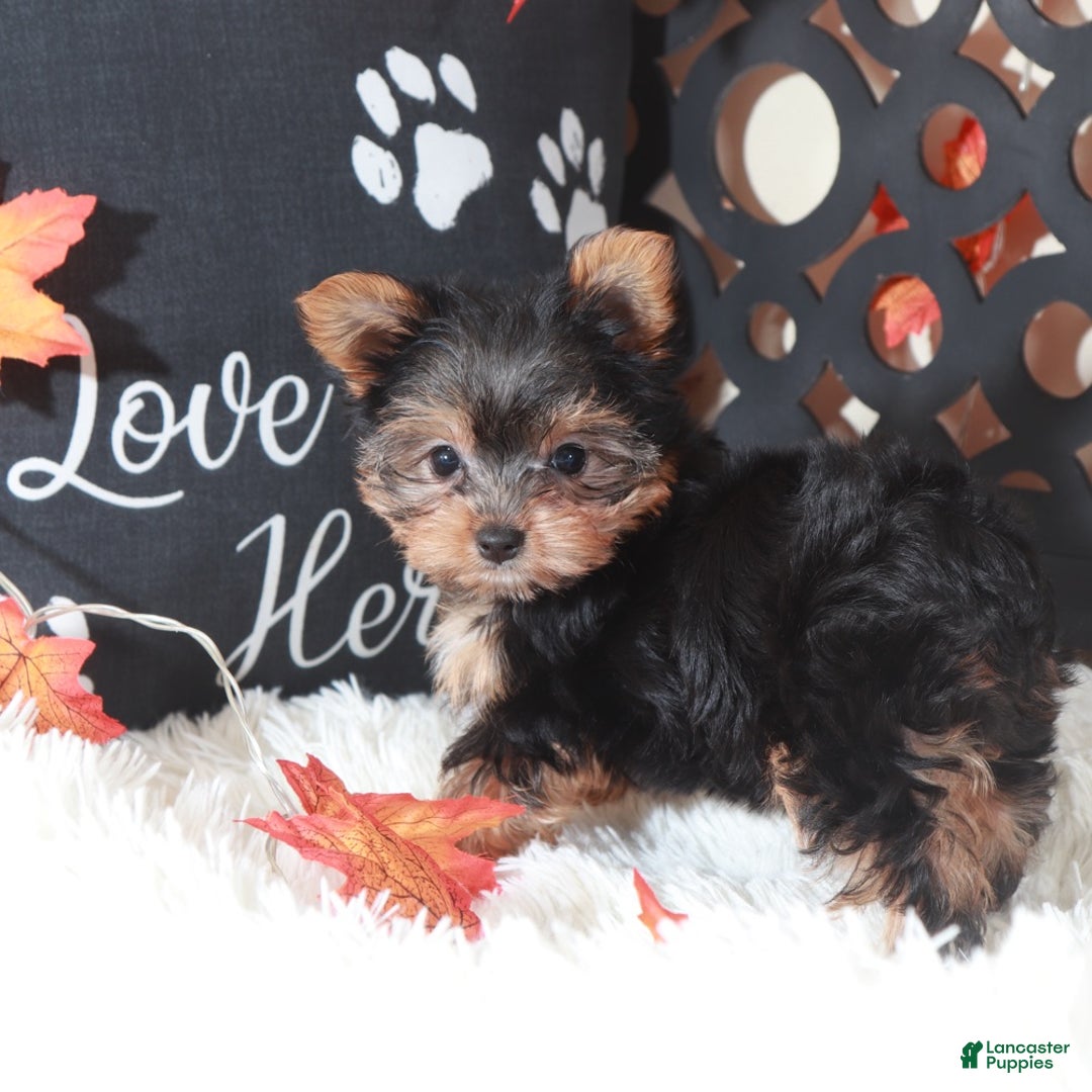 Yorkshire Terrier dogs for sale: Georgia - Ad 2