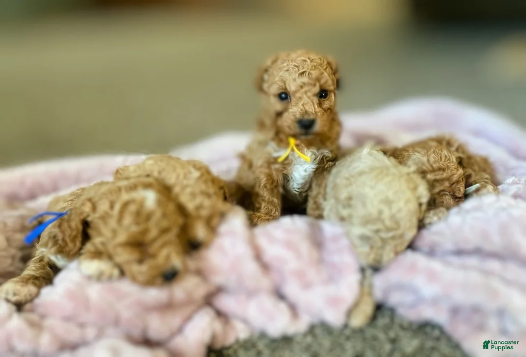 Toy Poodle dogs for sale: LITTLE JUNIOR  - Ad 5