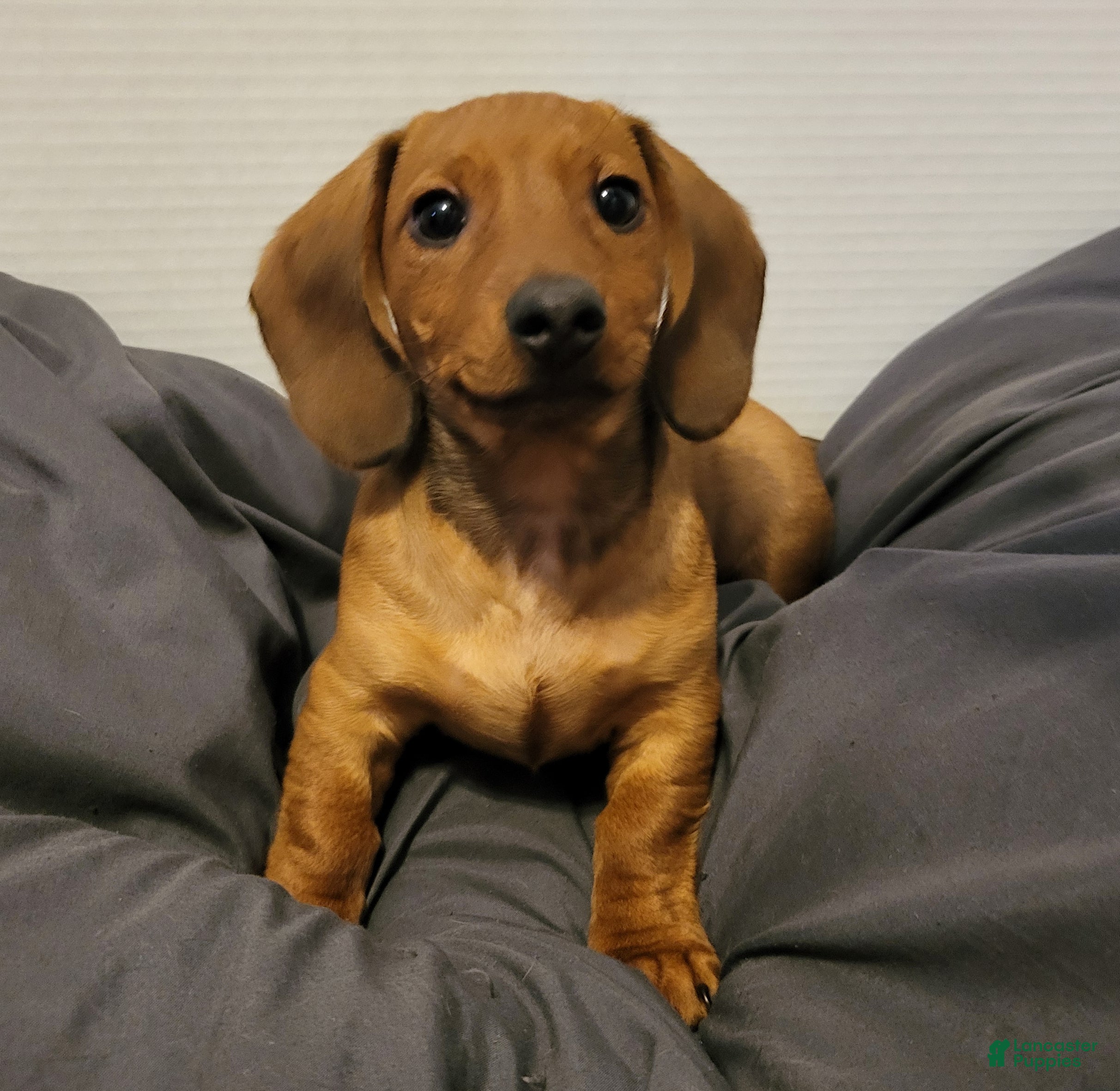 Miniature Dachshund dogs Miniature Dachshund Puppy 1 - Ad 24