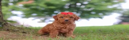Mini Goldendoodle dogs for sale: Elvira - Ad 3