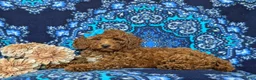 Mini Goldendoodle dogs for sale: Abriana Hypoallergenic - Ad 4
