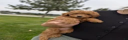 Toy Poodle dogs for sale: June - Ad 5
