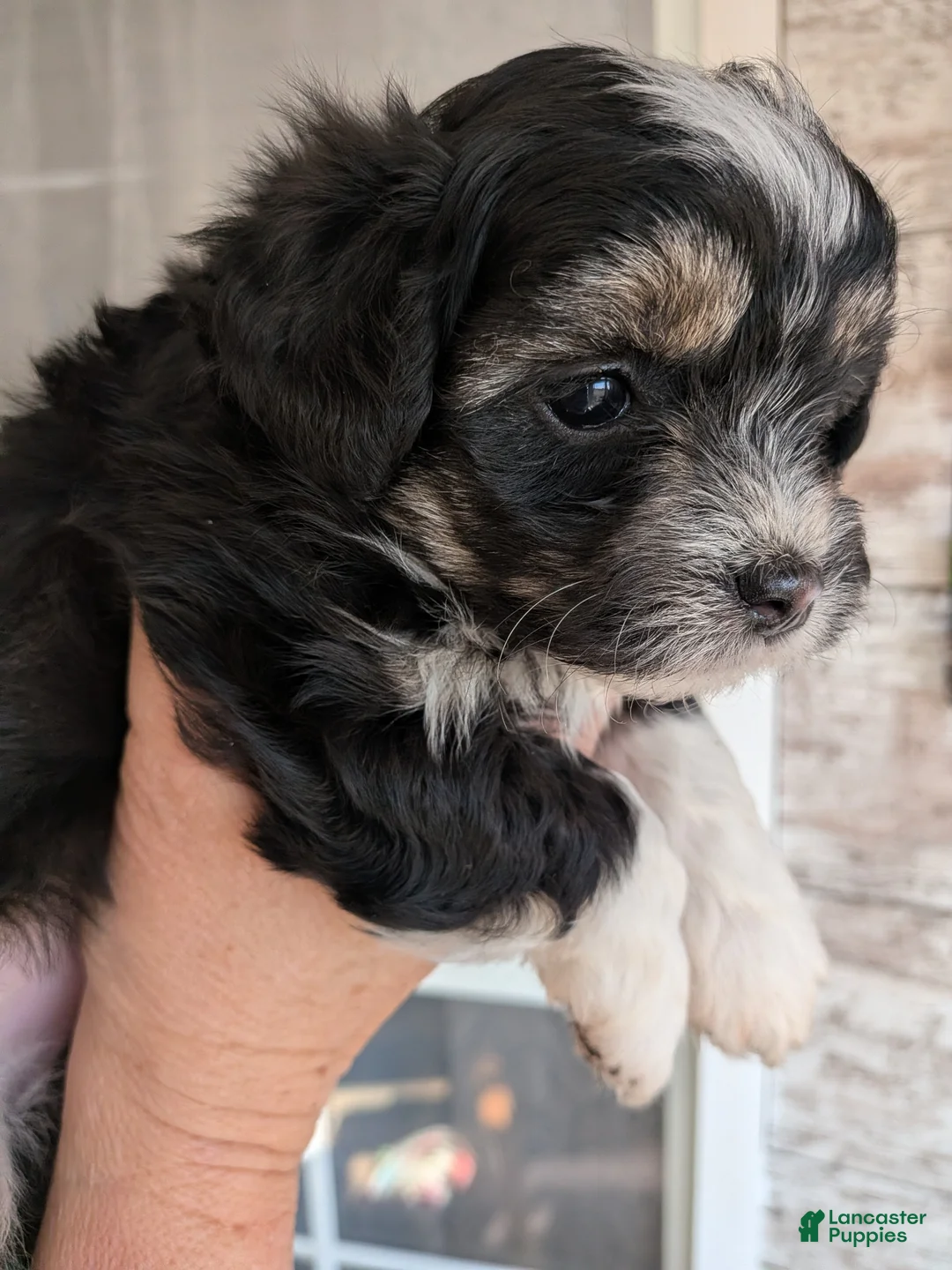 Mixed Breed dogs for sale: Mixed Breed Puppy 3 - Ad 2