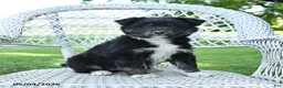 Mixed Breed dogs for sale: Muffin - Ad 1