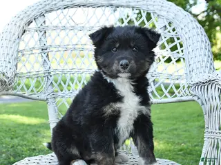 Mixed Breed dogs for sale: Muffin - Ad 2