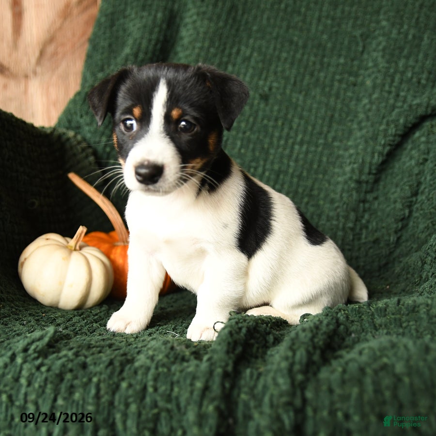 Pippin, Jack Russell