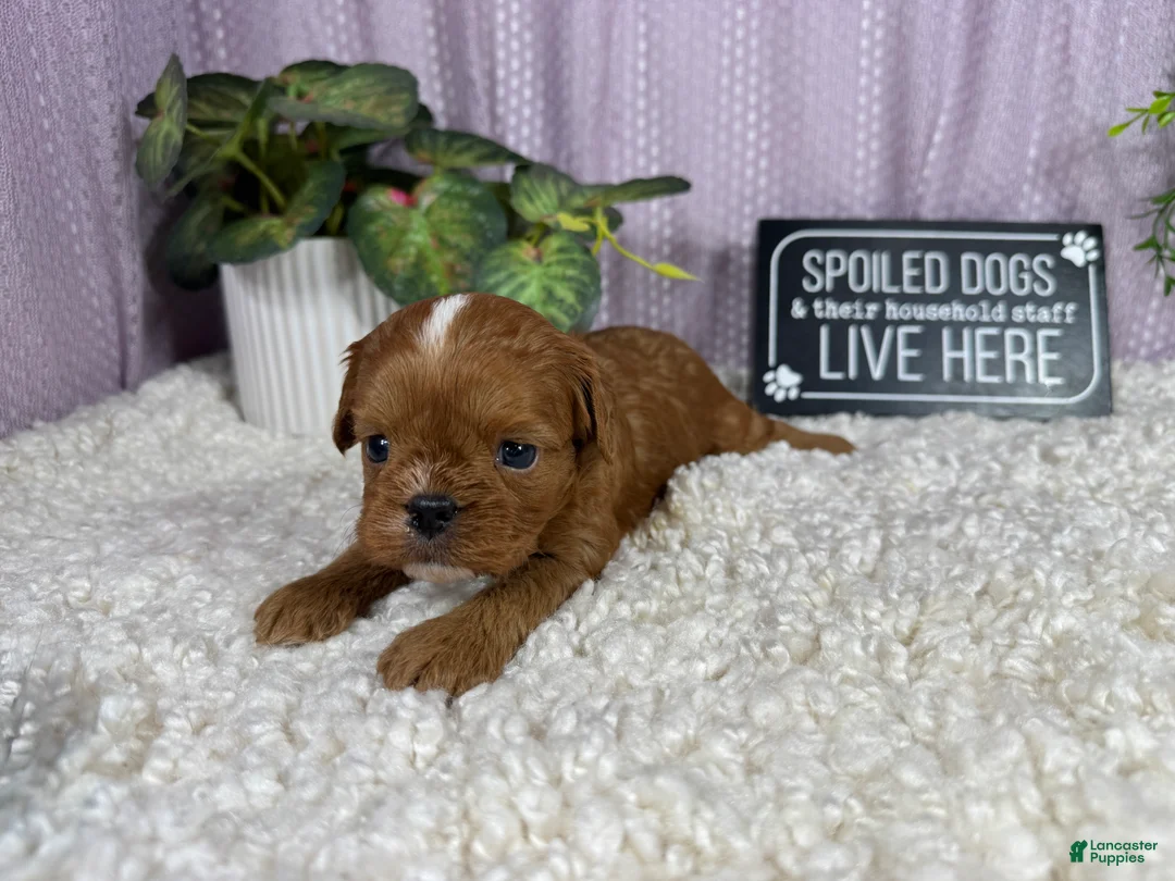 Cavapoo dogs for sale: Cavapoo 3 - Ad 2