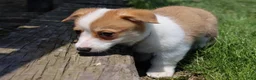 Welsh Corgi Pembroke dogs for sale: Zoey - Ad 7