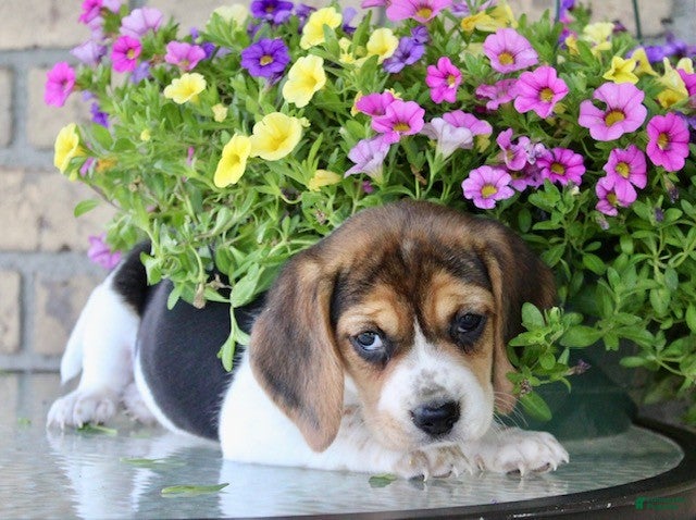 Beagle dogs for sale: Buffy - Ad 3
