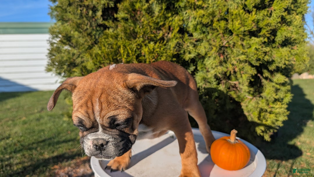 French Bulldog dogs for sale: Odin - Ad 13