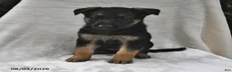 German Shepherd dogs for sale: Ruby - Ad 2