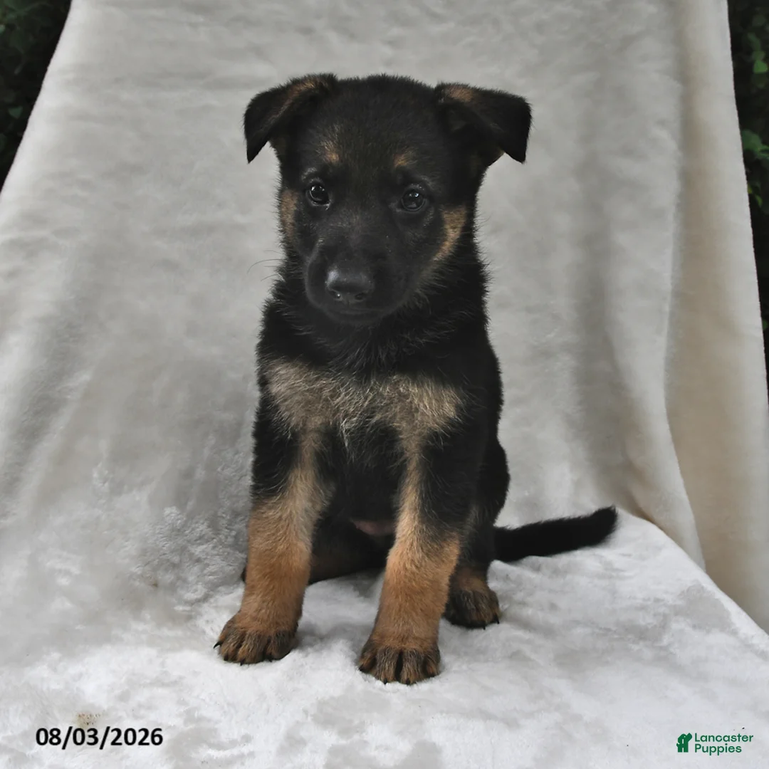 German Shepherd dogs for sale: Ruby - Ad 2
