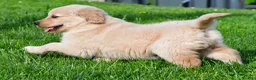 Golden Retriever dogs for sale: Leo - Ad 6