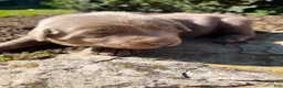 Labrador Retriever dogs for sale: Donut - Ad 5
