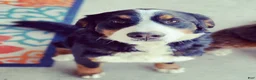 Bernedoodle dogs for sale: Joshua - Ad 3