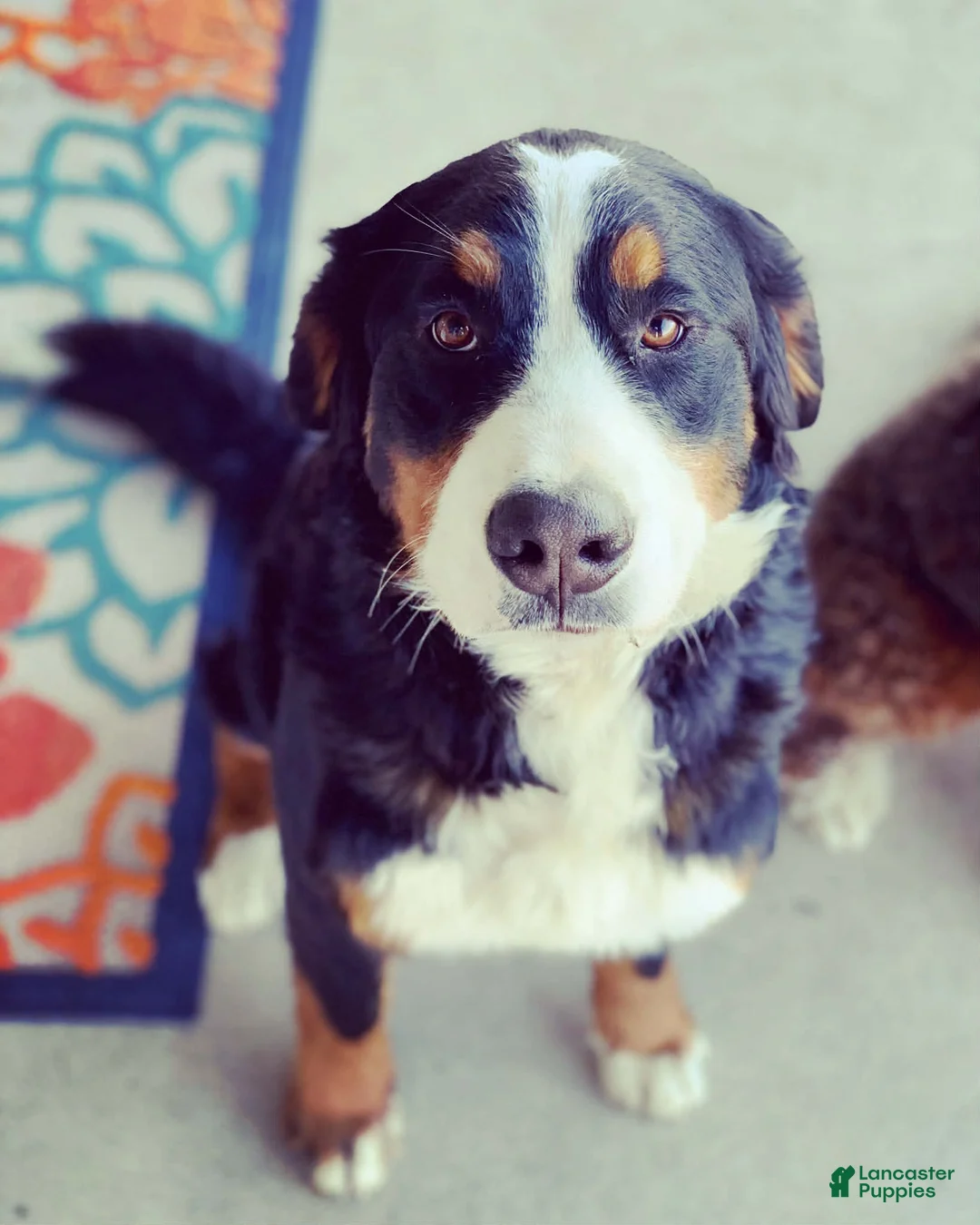 Bernedoodle dogs for sale: Joshua - Ad 3