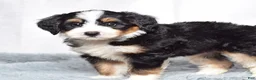 Mini Bernedoodle dogs for sale: Bennett - Ad 2