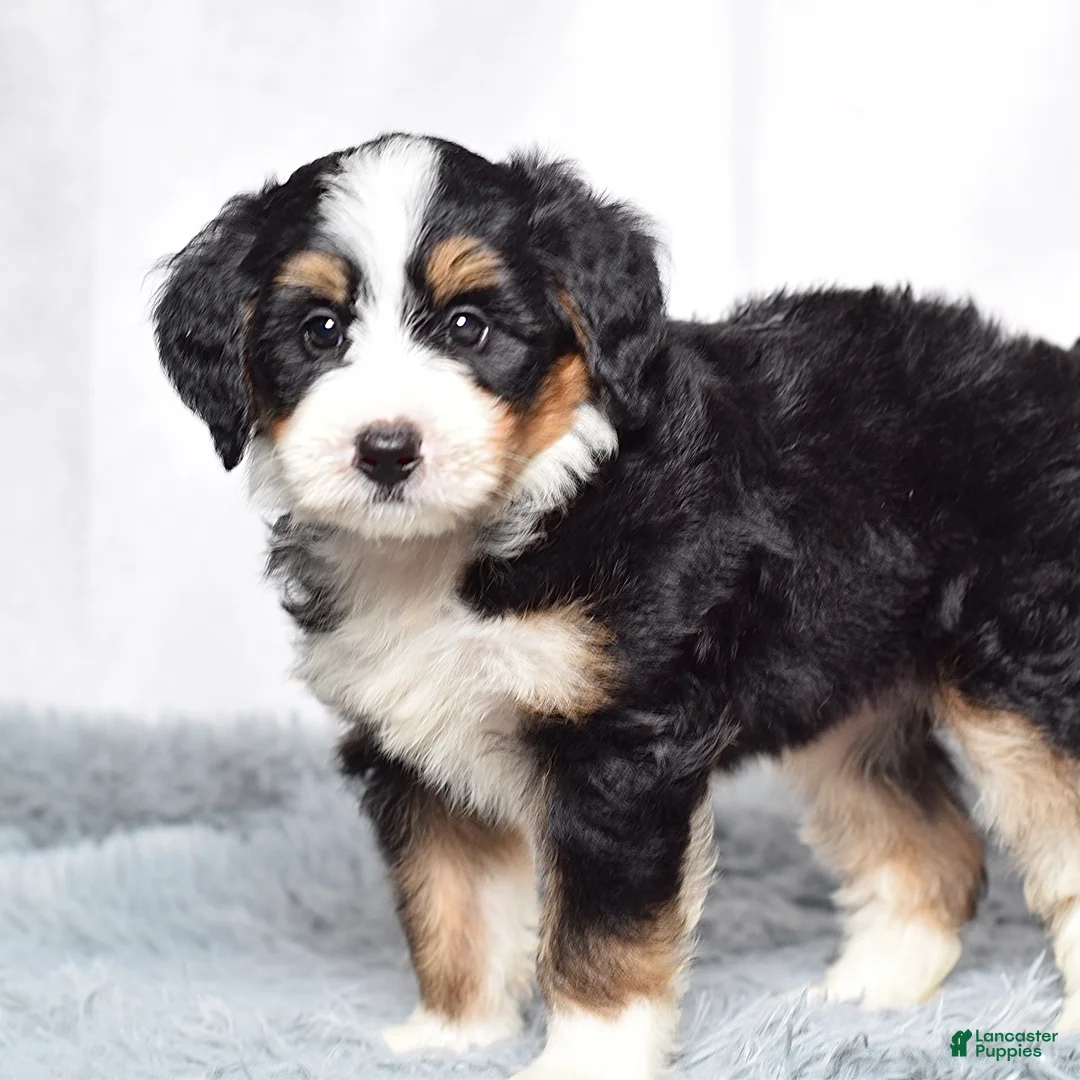 Mini Bernedoodle dogs for sale: Bennett - Ad 2