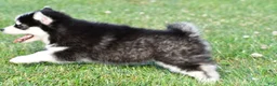 Pomsky dogs for sale: Polly - Ad 2