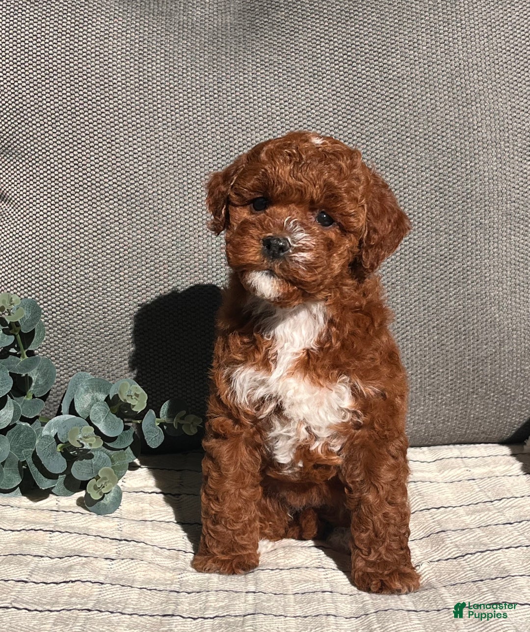 Miniature Poodle dogs for sale: Sweet Anna ❤️🐾Akc Genetic Tested Parents❤️🐾Call 717-529-1907 - Ad 7