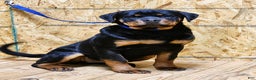 Rottweiler dogs for sale: Bonnie - Ad 2