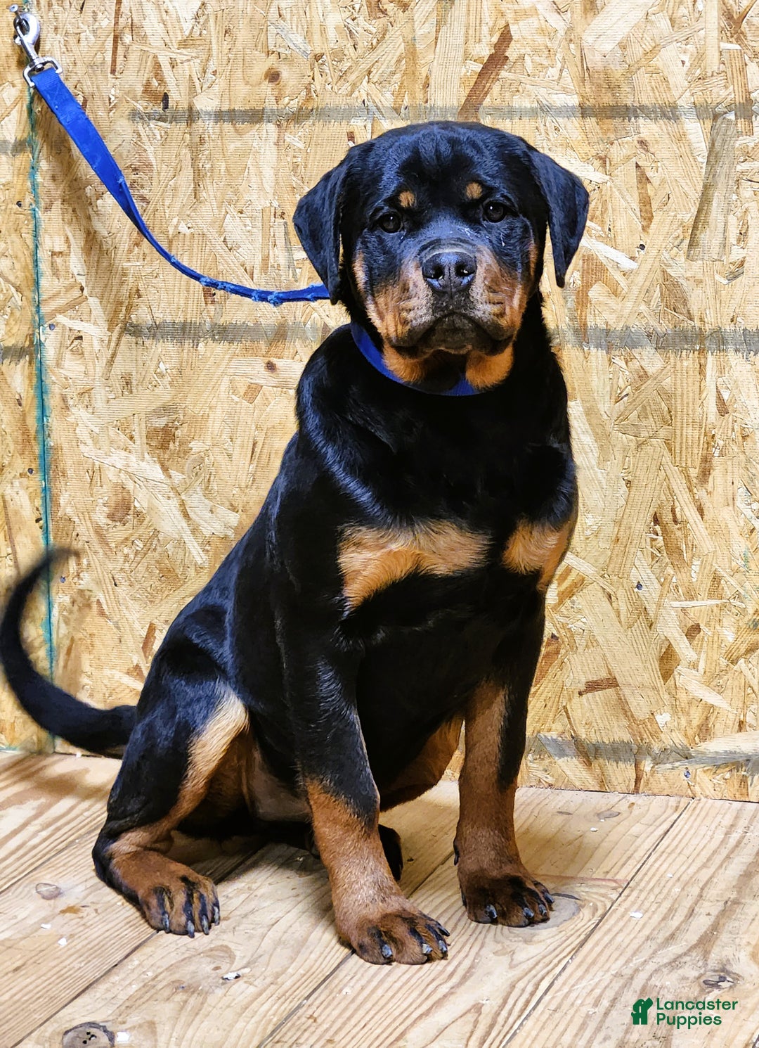 Rottweiler dogs for sale: Bonnie - Ad 2