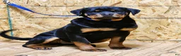 Rottweiler dogs for sale: Bonnie - Ad 2