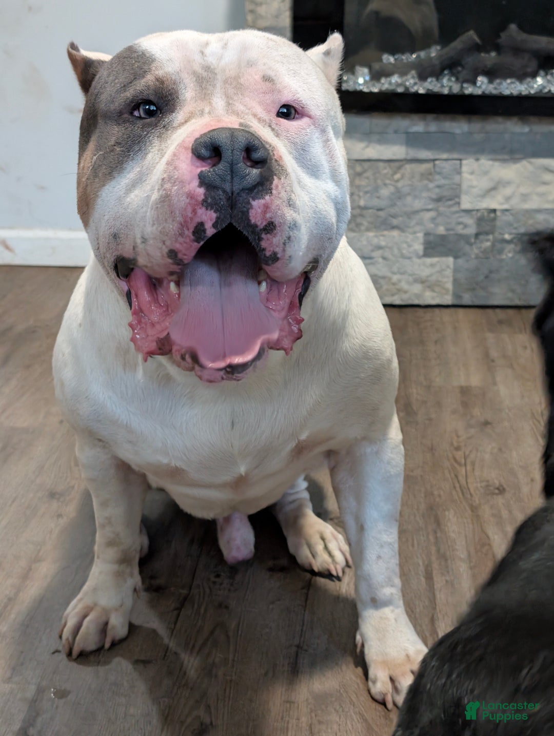 American Bully dogs for sale: American Bully Puppy 2 - Ad 12