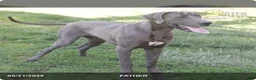 Great Dane dogs for sale: Archer - Ad 6