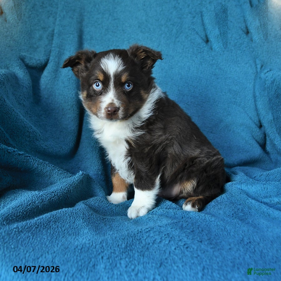 Miniature Australian Shepherd dogs Patrick redtri - Ad 1