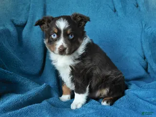 Miniature Australian Shepherd dogs for sale: Patrick redtri - Ad 2