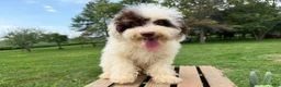 Mini Bernedoodle dogs for sale: Taco - Ad 3